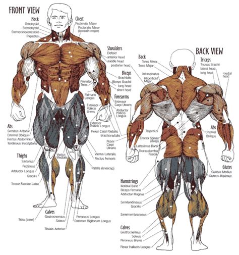 The 5 Largest Muscles in the Body (with Best Exercises For Each)